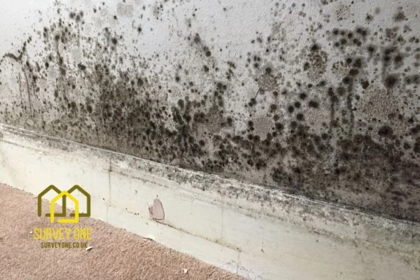 What’s the First Step to Take When You Notice Damp on a Party Wall Peterborough?